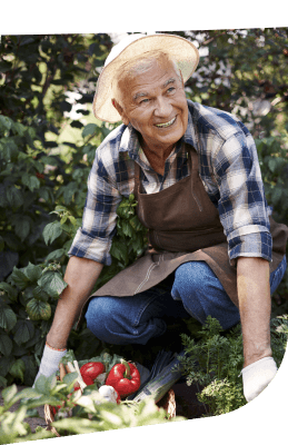 Elderly Man Harvesting Fresh Vegetables in Garden Independent Living Elderly Man Harvesting Fresh Vegetables in Garden Independent Living