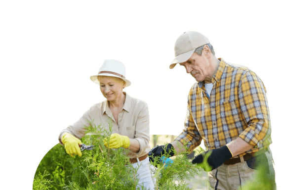 Elderly Couple Gardening Together Outdoors at Independent Living Community Elderly Couple Gardening Together Outdoors at Independent Living Community